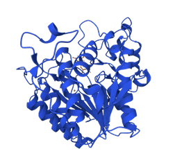 HDAC2