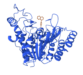 HDAC8