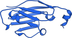 PD-L1